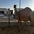 ناقه عشرا طيبه بالحيل تحتها بكره