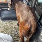 تيس العدد 2 طيبات