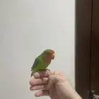 طير روز اليف منقاره لون نادر