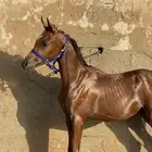 حصان