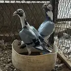 جوز كارير