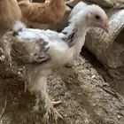 دجاج براهما
