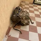 مكينه جيلي اي سي7 تماتيك موديل 2013