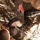 دجاج