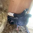 قطايف معاريف الانث محجله تبع الحودي