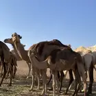 قعود