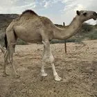 ناقه لقحه للبيع