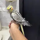 كروان فراشه اليف حمامه