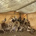 حمام للبيع
