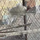 دجاج رومي