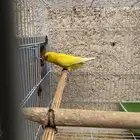 زوج طيور الحب مع فروخه