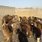 طليان سواكن حمري