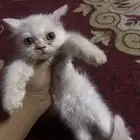 شيرازي