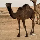 للبيع بكره عمرها 9 شهور