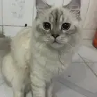 قطط