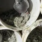 فروخ حمام سلفر