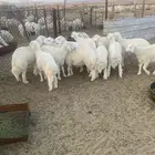 طليان حري فاخر للمناسبات