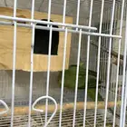 ببغاء الدره