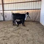 عنز عارضية صنف خلفه