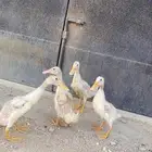 بط بكيني للبيع العد أربعه 3 أنثى وواحد ذكر العمر شهرين