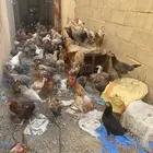 دجاج
