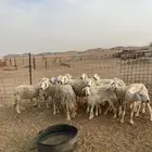 للبيع ضان مقاني مراح من 600