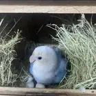 زواج روز منتج شرط