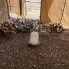 صوص بلدي عمر شهرين