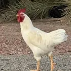 ديوك لوهمان براون