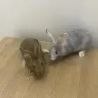 ارانب للبيع