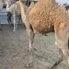 حشو طيبه. عددها 12