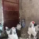 طقم براهما كولمبي بيور منتج