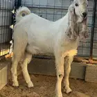 الطائف الضبط
