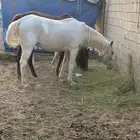 فرس خيل مهر شعبي بيشة