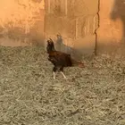 دياكه بلديه