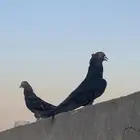 حمام قطايف