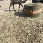 قعدان مجاهيم للبيع