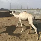 قعود مكنسل من السيده