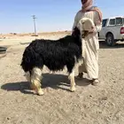 فحل نجدي السن توه مربع