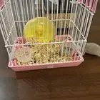 هامستر سوري للبيع