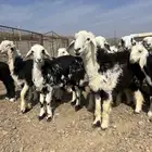 طليان نجد ذبايح