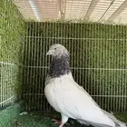ذكر باكستاني سلكوتي كبير