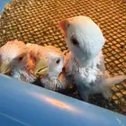 فروخ روز غار