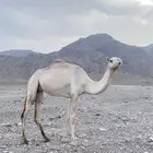 بكره بكر ذلول  جاهزه لضراب مشروطه. التواصل