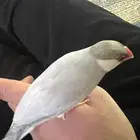 جاوا اليف سلفر