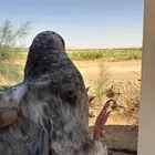 زغليل فرنسي ذبحة اليوم