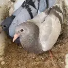 فراخة حمام