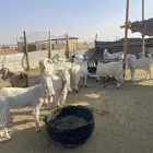 للبيع معزا مشاريك اسنان العدد 16 والفحول 2 الجيع 18