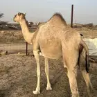 بكره شقحاء مدني ( جذعه )