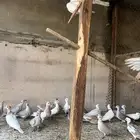 قماري هولندي ياكريم
